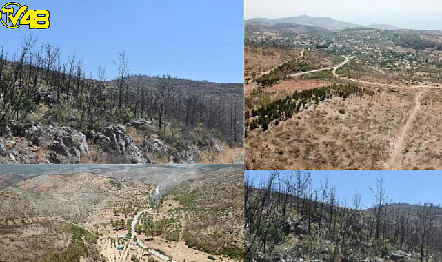 Muğla'da yanan alanlar küllerinden doğuyor