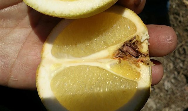 Turunçgillerde Harnup Güvesi'ne dikkat