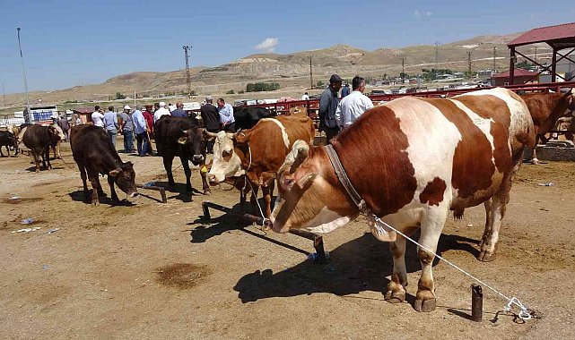 Van'da kurbanlıklar görücüye çıktı