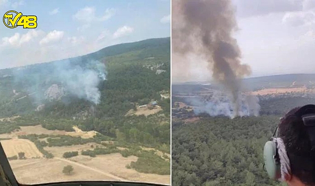 Balıkesir'de orman yangını!