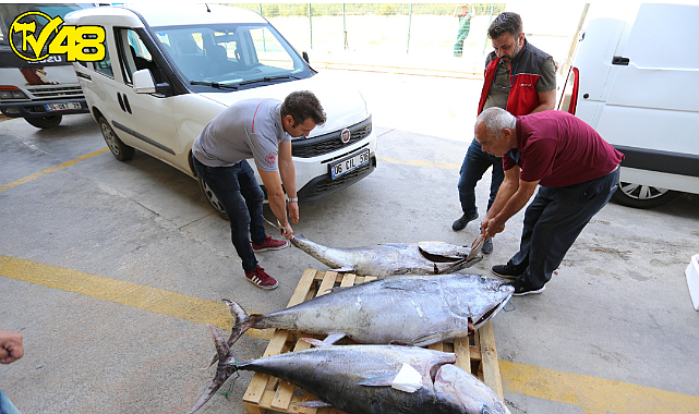 FETHİYE'DE KAÇAK 170 KG MAVİ YÜZGEÇLİ ORKİNOS YAKALANDI