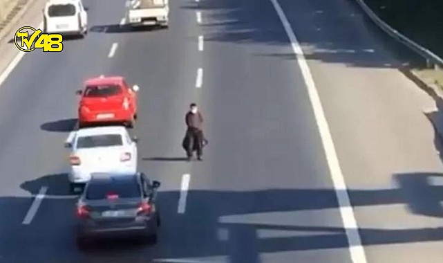 TEM'de şaşırtan olay! Yolun ortasında bekledi, kazaya neden oldu