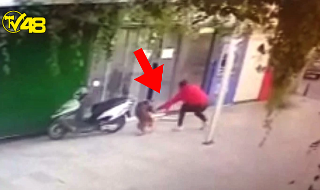 Bodrum'da bir şahıs, mahallenin maskotu olan "Boris" adlı sokak köpeğini bıçaklayarak öldürdü