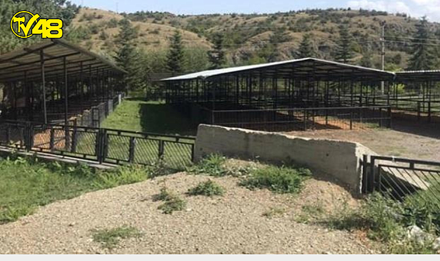 Kastamonu'da şap paniği! 16 köye giriş ve çıkışlar yasaklandı
