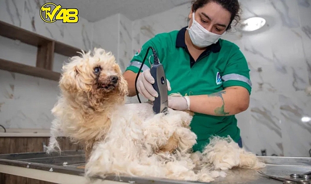 Mersin'de patili dostlarımız için bakım zamanı!