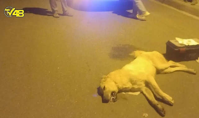 Bodrum'da 2 'Can dost'umuzu daha öldürdüler