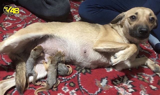 Isparta'da evsiz kalan sincaplara köpek annelik yaptı
