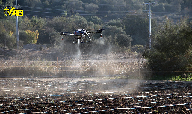 BODRUM'DA DRON İLE İLAÇMA DÖNEMİ BAŞLIYOR