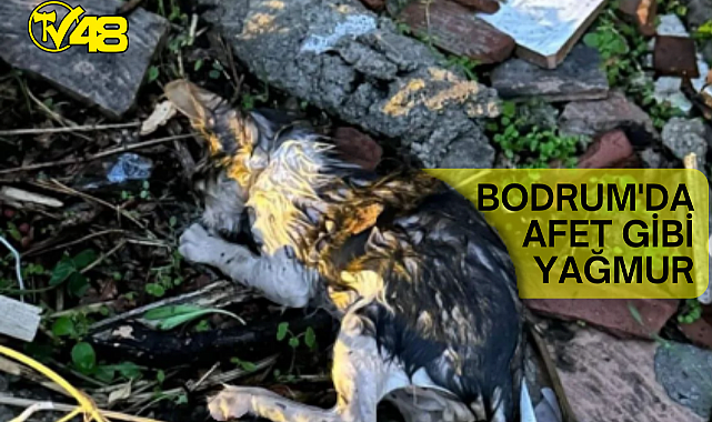 Bodrum'da Yağan Yağmur Sonrası Ortaya Çıkan Tablo Üzdü