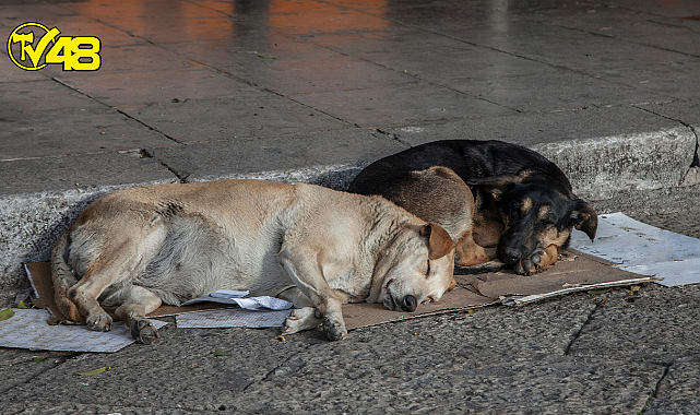 Filistin'de ölü köpek başına para ödülü koyan belediye başkanı geri adım attı: Şaka yaptım
