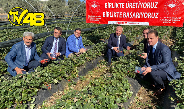 Yatağan'da Çilek Projesinin 7. Etabı Tamamlandı