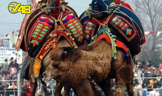 DEVE GÜREŞİ FESTİVALİ 18 ARALIK 2022 PAZAR GÜNÜ  GÜLLÜK'TE YAPILACAK