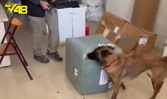 Elektrik süpürgesindeki 2,7 kilo esrarı 'Coco' buldu