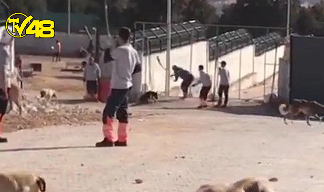 Konya'da barınaktaki köpek katliamında istenen ceza belli oldu!