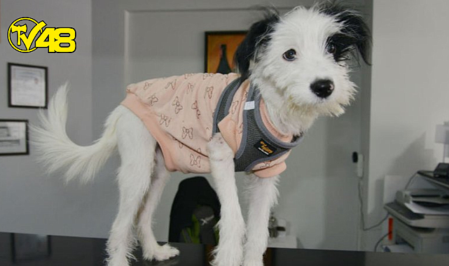 Manisa'da kaybolan köpek çipi sayesinde Muğla'da bulundu