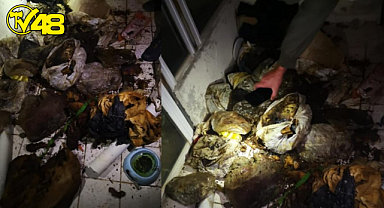 Marmaris'te 'hayvan' dehşeti! Bir evde çok sayıda çürümüş köpek ve kedi ölüsü bulundu