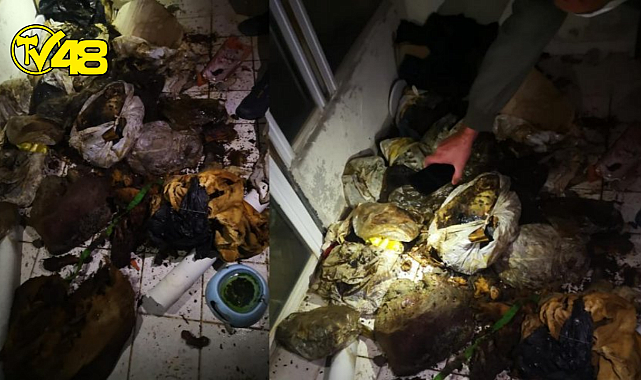 Marmaris'te 'hayvan' dehşeti! Bir evde çok sayıda çürümüş köpek ve kedi ölüsü bulundu