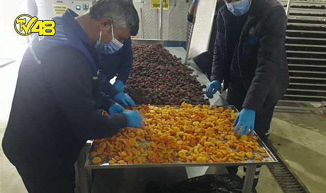 Büyükşehir, Malatya'da ki Üreticilerden Satın Aldığı Kayısıları Ücretsiz Dağıtacak
