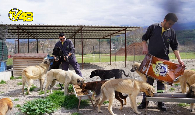Muğla'da, depremlerden etkilenen 11 sokak köpeği bakıma alındı