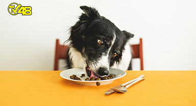 Köpeklerin yememesi gereken besinler nelerdir?