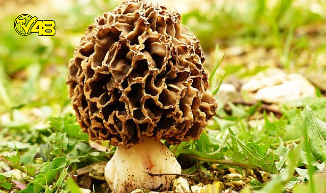 Muğla'da kuzugöbeğinin fiyatı altınla yarışıyor
