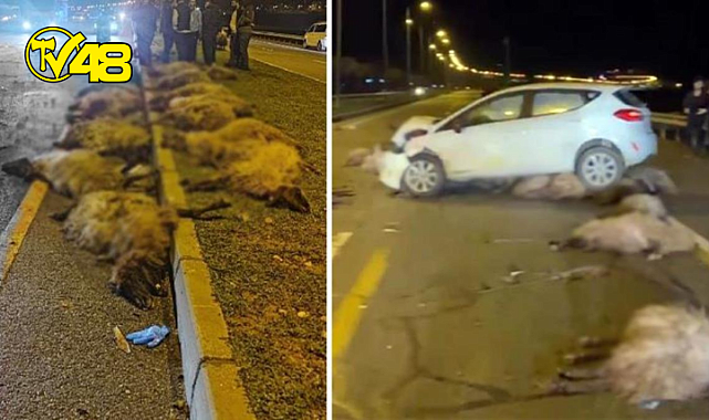 Otomobil sürüyü biçti, 16 koyun telef oldu!