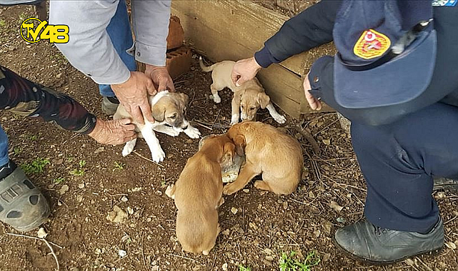 Muğla'da rögardaki 6 köpek yavrusu kurtarıldı
