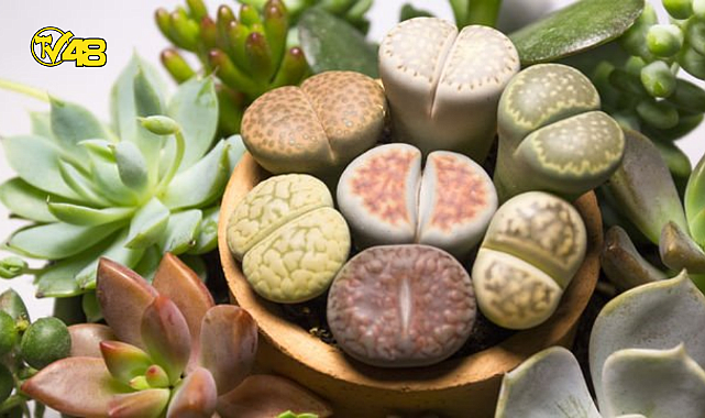 Lithops taş kaktüs bakımı nasıldır?
