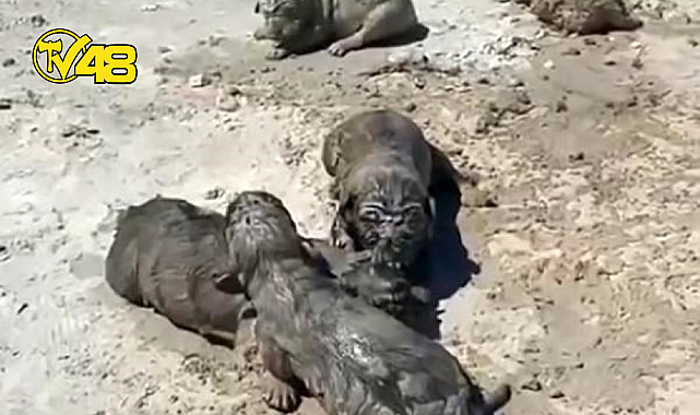 YAVRU KÖPEKLERE BETON ATIK SUYU KATLİAMI