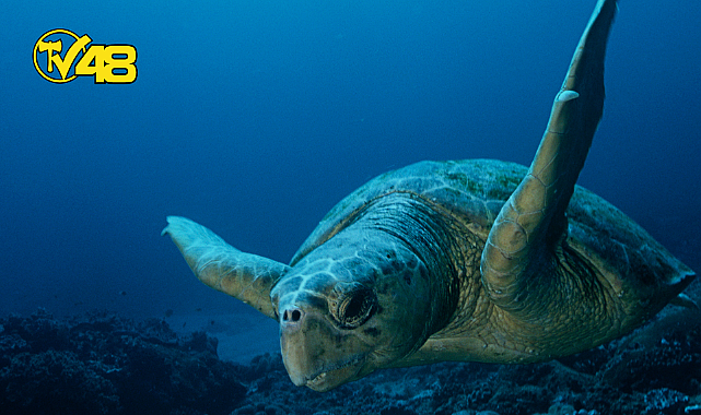 MUĞLA'DA UYDU TAKİP CİHAZI TAKILAN CARETTA CARETTA DENİZE BIRAKILDI