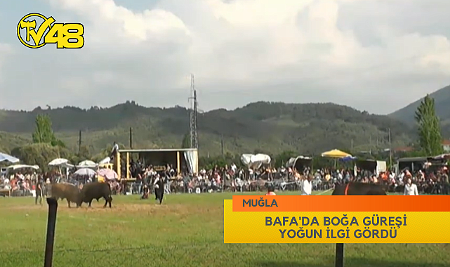 BAFA'DA BOĞA GÜREŞİ YOĞUN İLGİ GÖRDÜ
