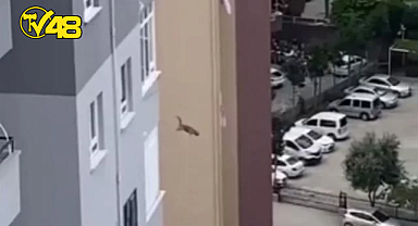 DEPREMDE AĞIR HASAR GÖREN VE YIKIM KARARI ALINAN APARTMANDA MAHSUR KALAN KEDİ, 14. KATTAN ATLADI
