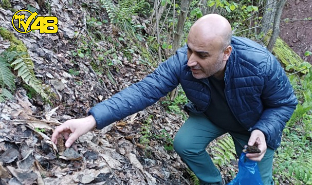 MUĞLA’DA KUZU GÖBEĞİ ALTINLA YARIŞIYOR
