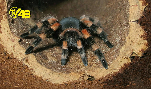KARGO PAKETİNDE 76 TARANTULA ELE GEÇİRİLDİ