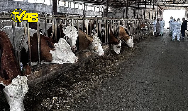 ŞAP HASTALIĞI ALARMI! O İLDE KURBAN PAZARI KURULMAYACAK.
