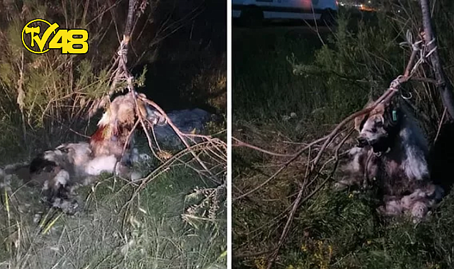 VAHŞETİN GÖRÜNTÜSÜ! 17 KÖPEK AĞACA  ASILMIŞ HALDE BULUNDU