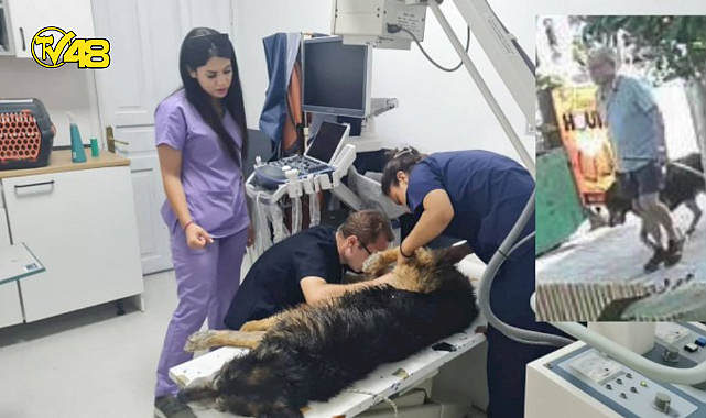 BODRUM'DA KÖPEĞİ SOPAYLA DÖVEN ŞAHISA VATANDAŞLAR MÜDEHALE ETTİ