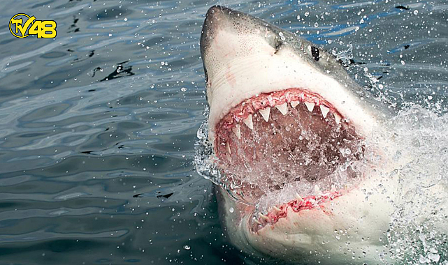 İZMİRLİLER DİKKAT... JAWS TEHLİKESİ!