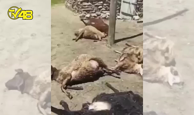 KAĞIZMAN'DA 190 KOYUN TELEF OLDU