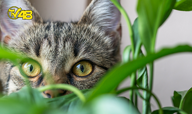 BU BİTKİLER KEDİLERE ZARAR VERMİYOR!