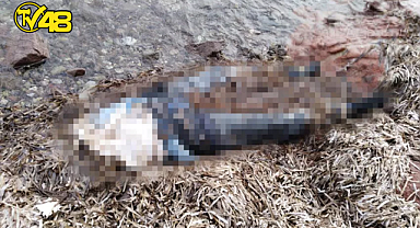 BODRUM SAHİLDE BELDEN YUKARISI OLMAYAN KADIN CESEDİ BULUNDU!
