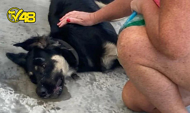 BODRUM'DA  3 KÖPEK ZEHİRLENEREK ÖLDÜ