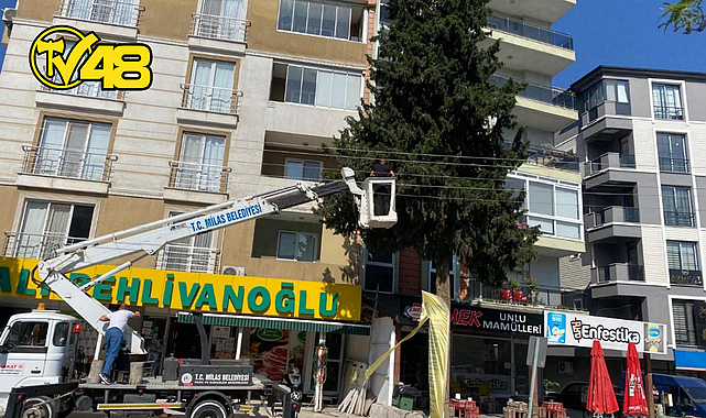 MİLAS BELEDİYESİ ELEKTRİK KESİNTİSİNİ FIRSATA ÇEVİRDİ, AĞAÇ DALLARINI BUDAYARAK GÜVENLİĞİ SAĞLADI