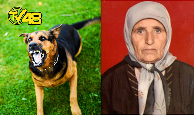 YAŞLI KADINI TARLADA KÖPEKLER PARÇALADI