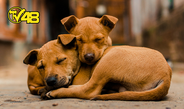 BAŞIBOŞ SOKAK KÖPEKLERİ DÜZENLEMESİ MECLİS'TEN GEÇEREK YASALAŞTI