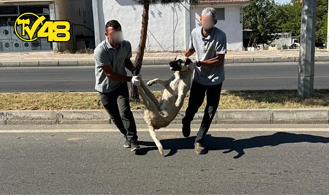 DÜZENLEME TBMM'DEN GEÇTİ, BAŞIBOŞ KÖPEKLERİ İLK TOPLAYAN DEM PARTİLİ SİLVAN BELEDİYESİ OLDU