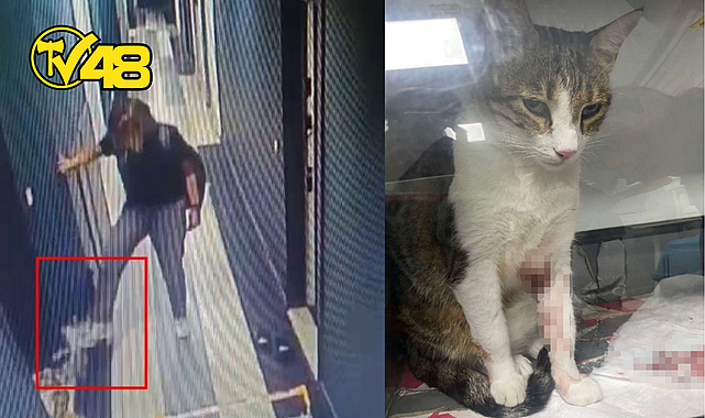 KEDİ ŞİRİNE'Yİ T*KMELEYEREK 4. KATTAN AŞAĞI ATAN AKADEMİSYENE 1 YIL 6 AY HAPİS