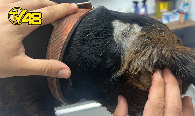 MİLAS'TA BİR SOKAK KÖPEĞİ BOYNUNDAN TABANCAYLA VURULDU