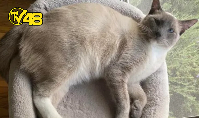 KAYIP KEDİ 1450 KİLOMETRE YOL YÜRÜYEREK EVİNİ BULDU!
