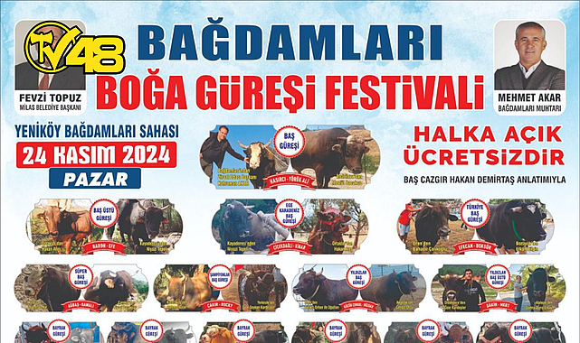 MİLAS BAĞDAMLARI'NDA BOĞA GÜREŞİ HEYECANI BAŞLIYOR